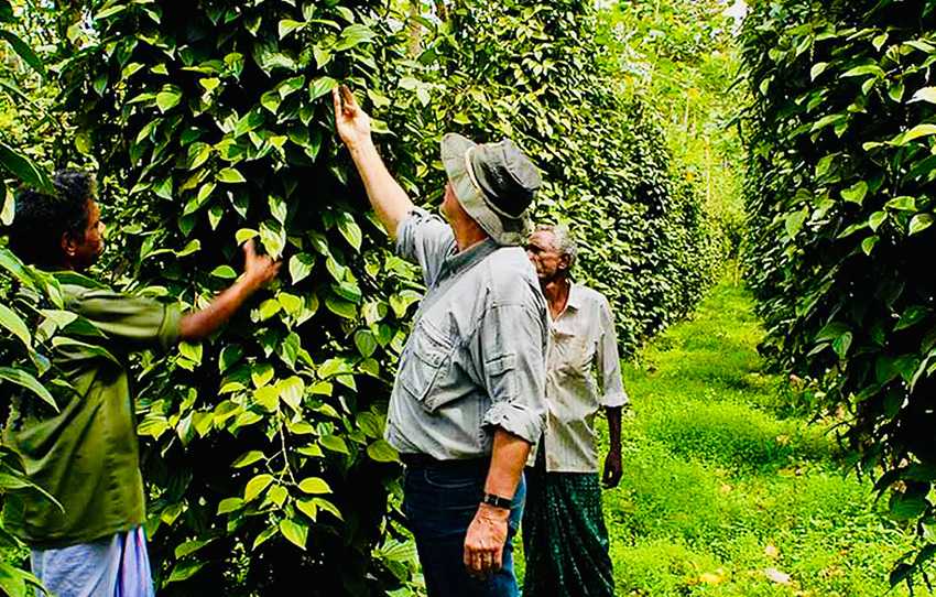 Spice plantation tour in Thekkady