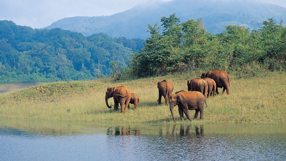 Wild elephants at Periyar Lake in Thekkady