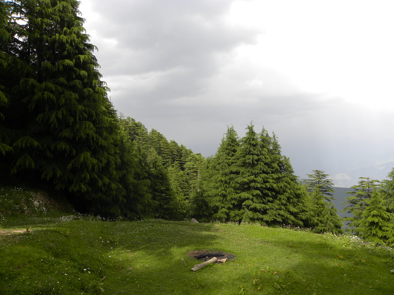 Forest trail inside Kalatop area near Dalhousie