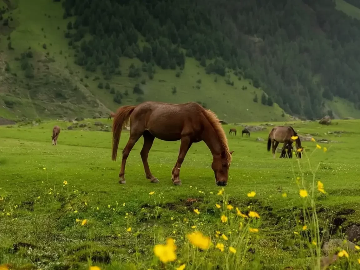 Horse riding route across Doodhpathri grasslands