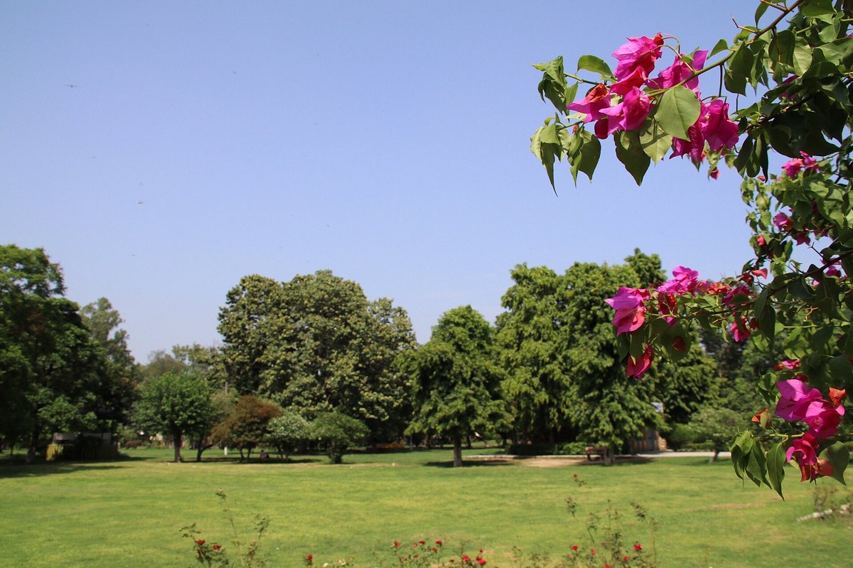Colorful roses at Nehru Rose Garden Ludhiana