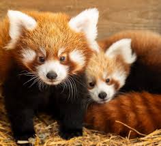 Red panda in its natural habitat