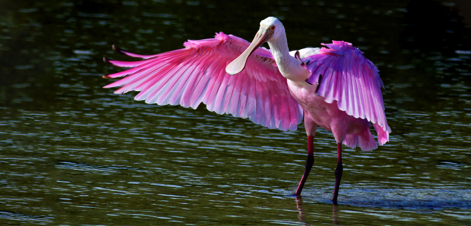 Birdwatching and observation point at Thol Bird Sanctuary wetland zone
