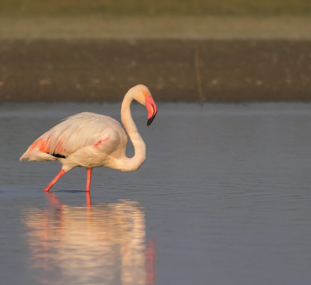Migratory birds including flamingos seen at Thol Bird Sanctuary near Ahmedabad