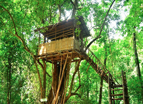 Forest path and ecotourism trail near Thommankuthu waterfall