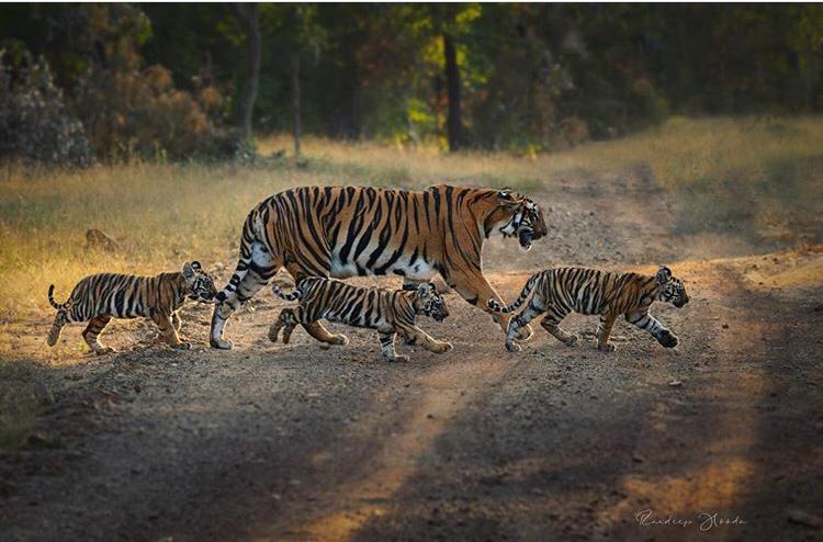 Best season field conditions for Tiger Reserves in India