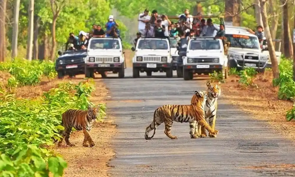 On-ground experience for Tiger Reserves in India