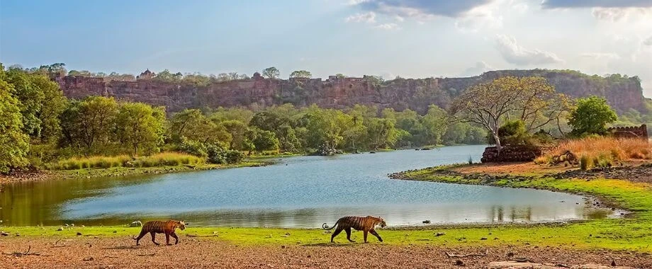 Dry deciduous tiger habitat in Rajasthan