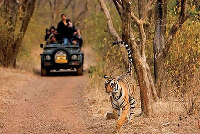 Safari track in Sariska Tiger Reserve
