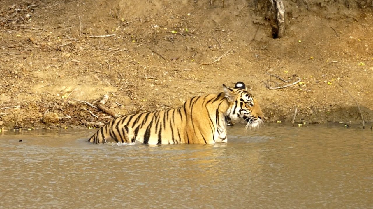Tiger near waterhole in Rajasthan during summer safari