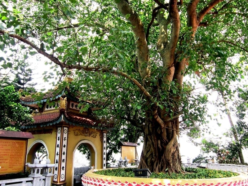 Bodhi tree in the Tran Quoc Pagoda grounds