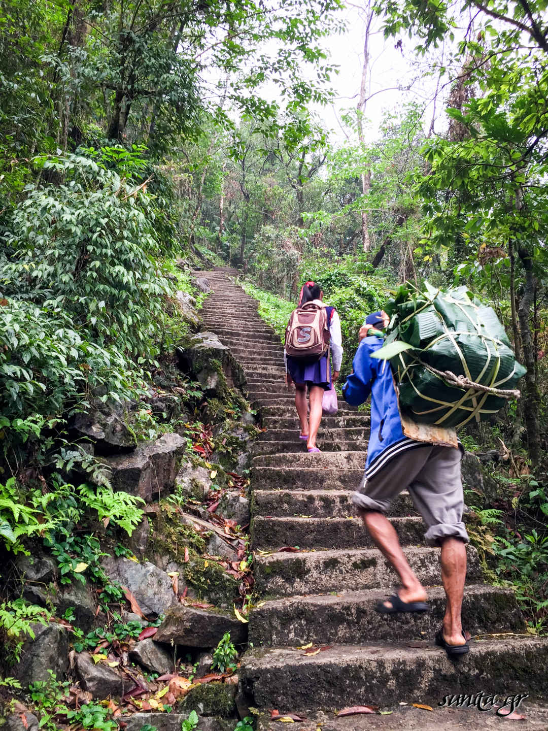 Stepped forest descent toward living root bridge trekking route in Meghalaya