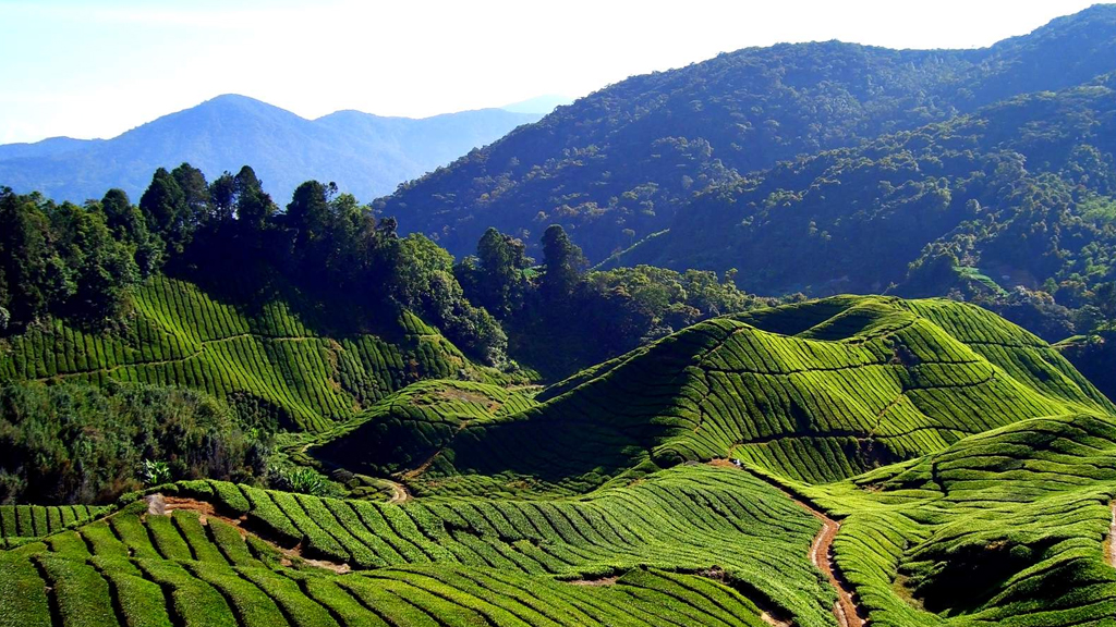 Wayanad landscape during winter