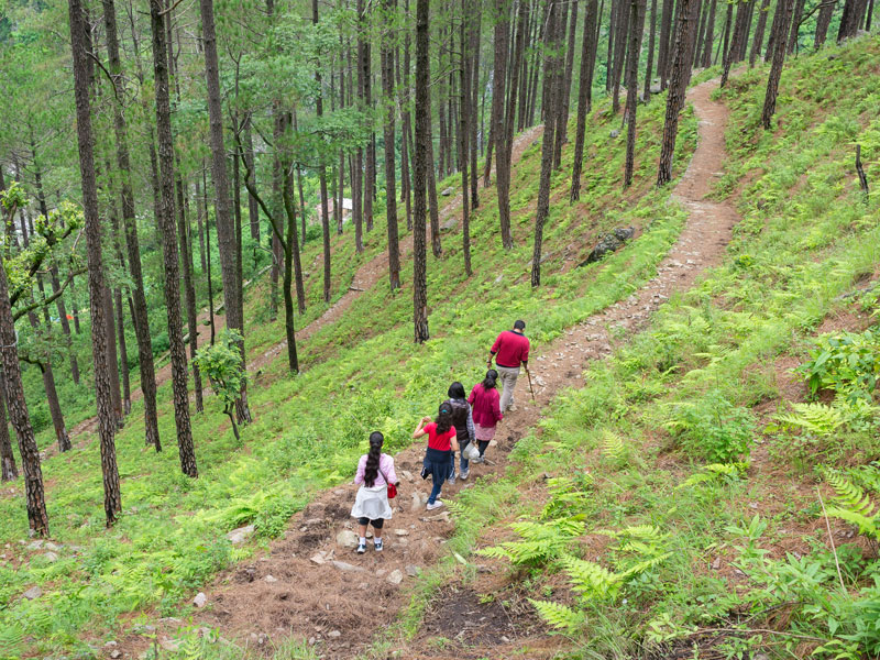 Hiker on forest trail in Nainital