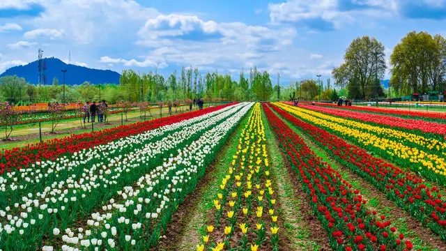 Peak bloom color bands during Tulip Festival Kashmir in Srinagar