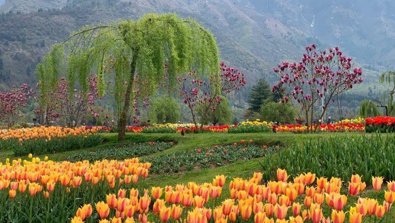 Srinagar spring route combining tulip garden and Dal Lake attractions