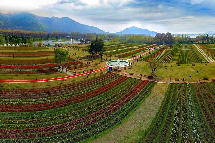 Terraced tulip layout at Indira Gandhi Memorial Tulip Garden Srinagar