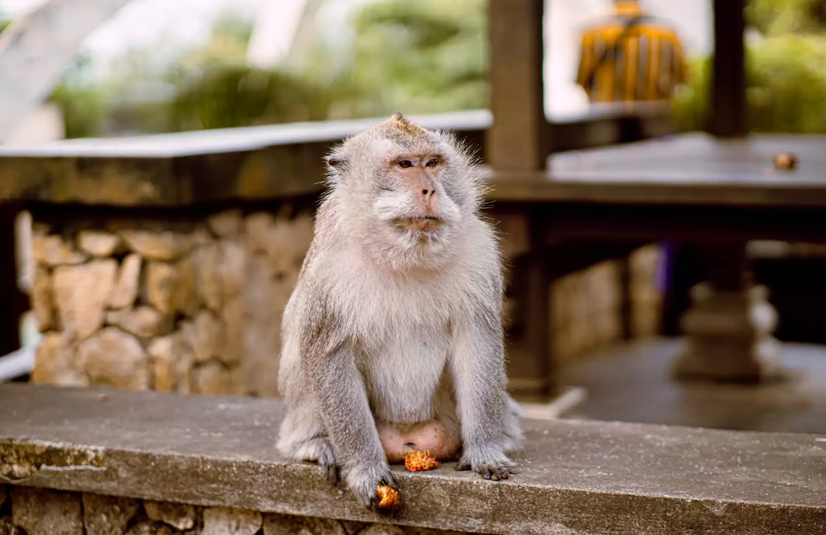 Long-tailed macaques at Uluwatu Temple - Mischievous monkeys roaming freely