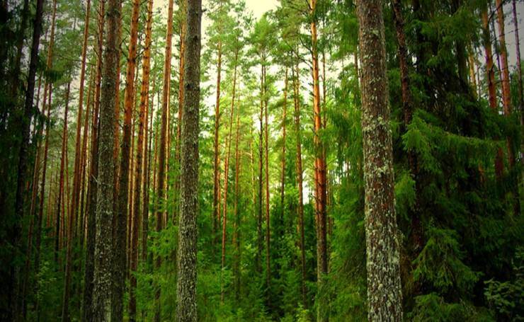 Mystical pine forest in Vagamon
