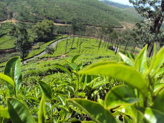 Tea gardens near Vagamon