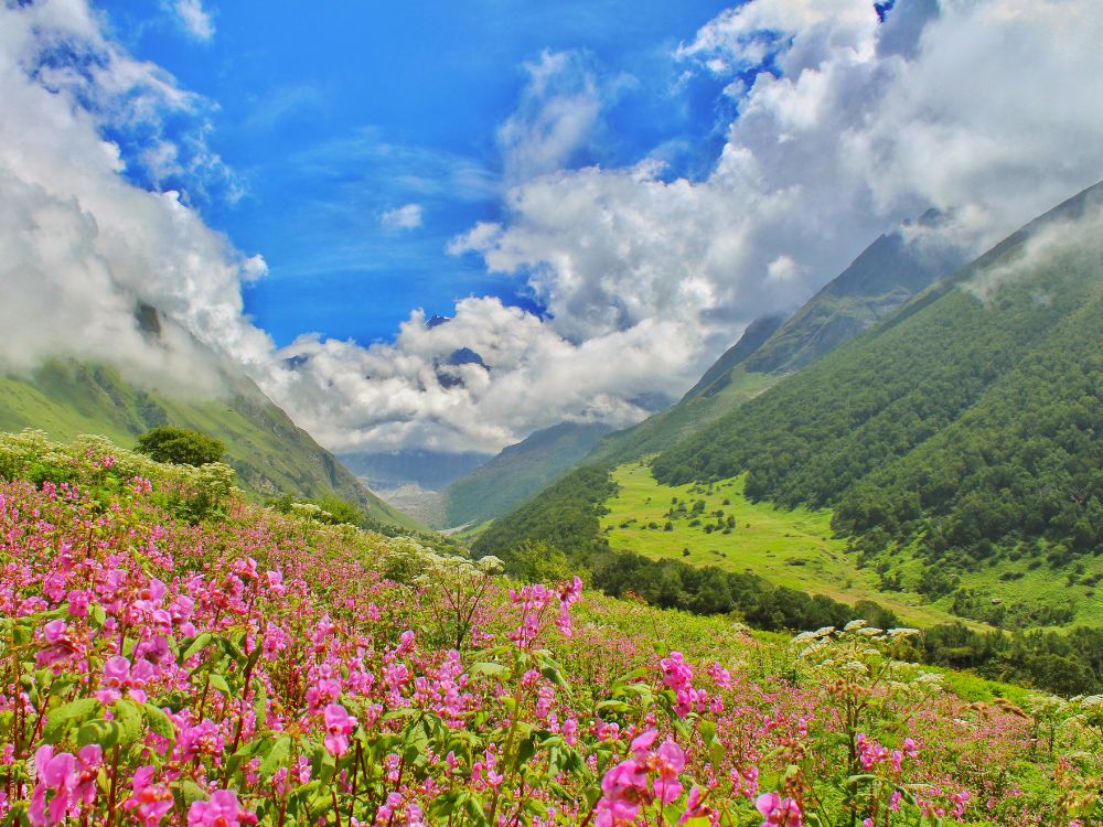 Colorful flowers blooming in Valley of Flowers