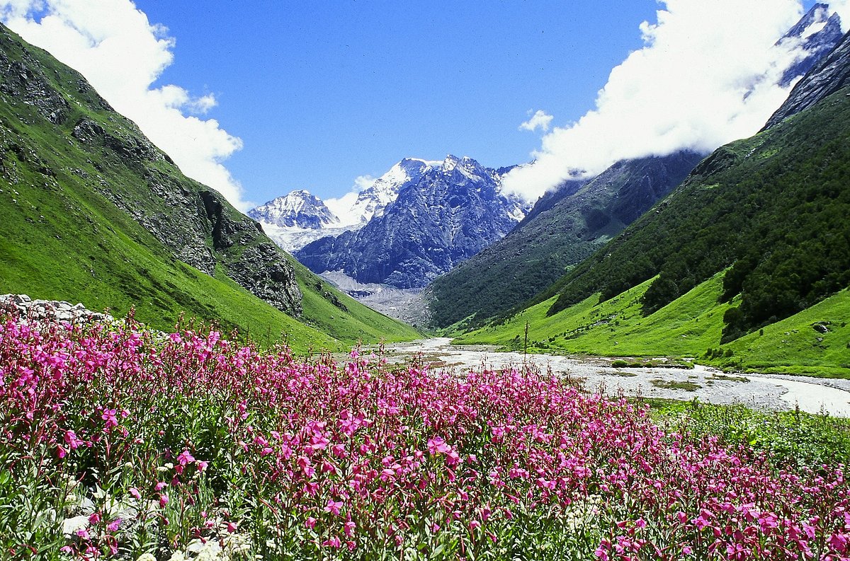 Valley of Flowers panoramic view with blooming flowers