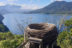 Photo platforms and bird nest at Wanagiri Bali