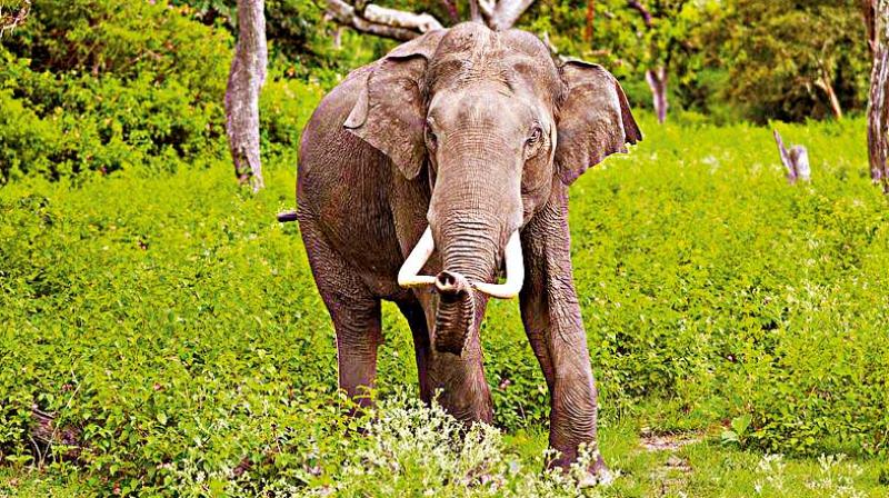 Elephant herd at Wayanad Wildlife Sanctuary