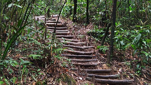 Forest approach trail near Wei Sawdong Waterfall Meghalaya