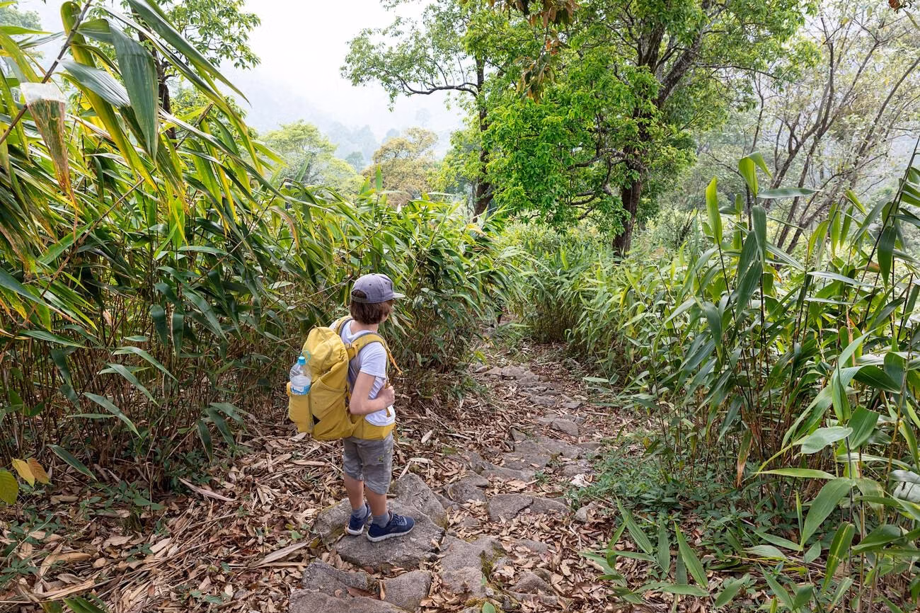 Trail section on the way to Weinia Falls in Meghalaya