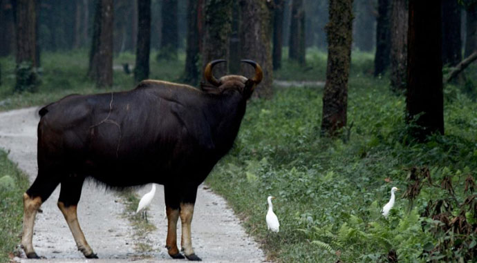 Wildlife at Gorumara National Park showing rhinoceros