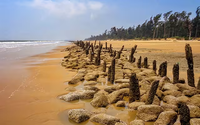Shankarpur Beach with casuarina trees and fishing boats
