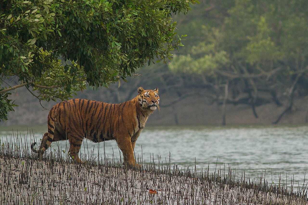Sundarbans mangrove forests with boat tour