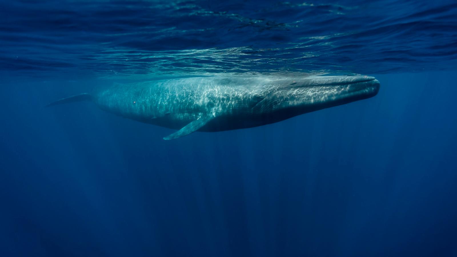 Blue whale sighting during responsible whale watching tour in Sri Lanka