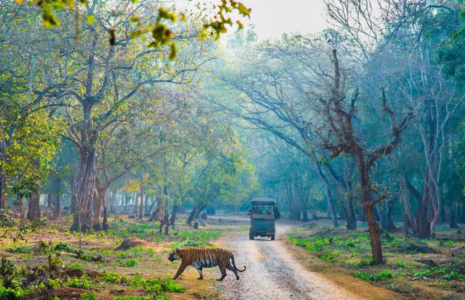 Best season field conditions for Wildlife Destinations in India