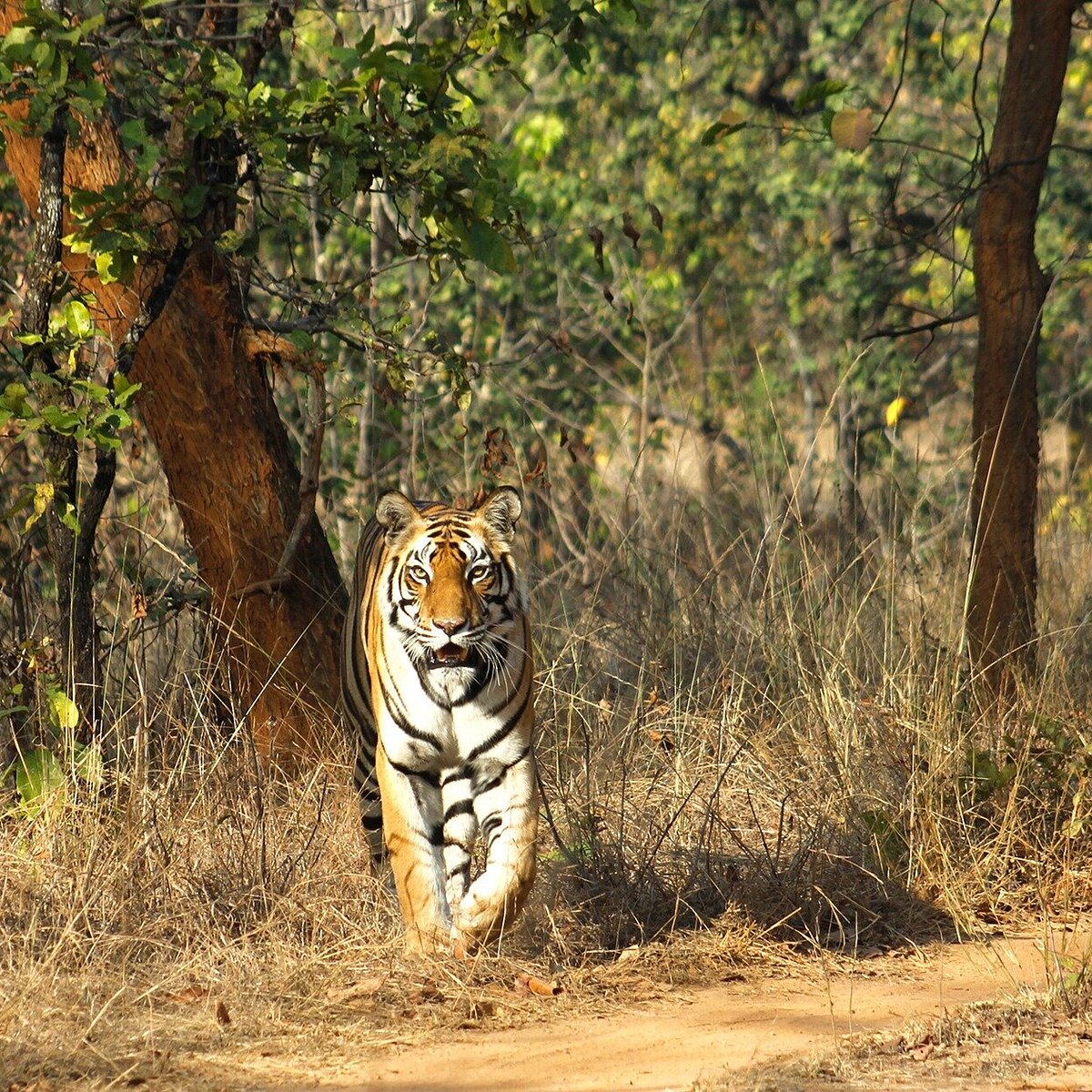 On-ground experience for Wildlife Destinations in India
