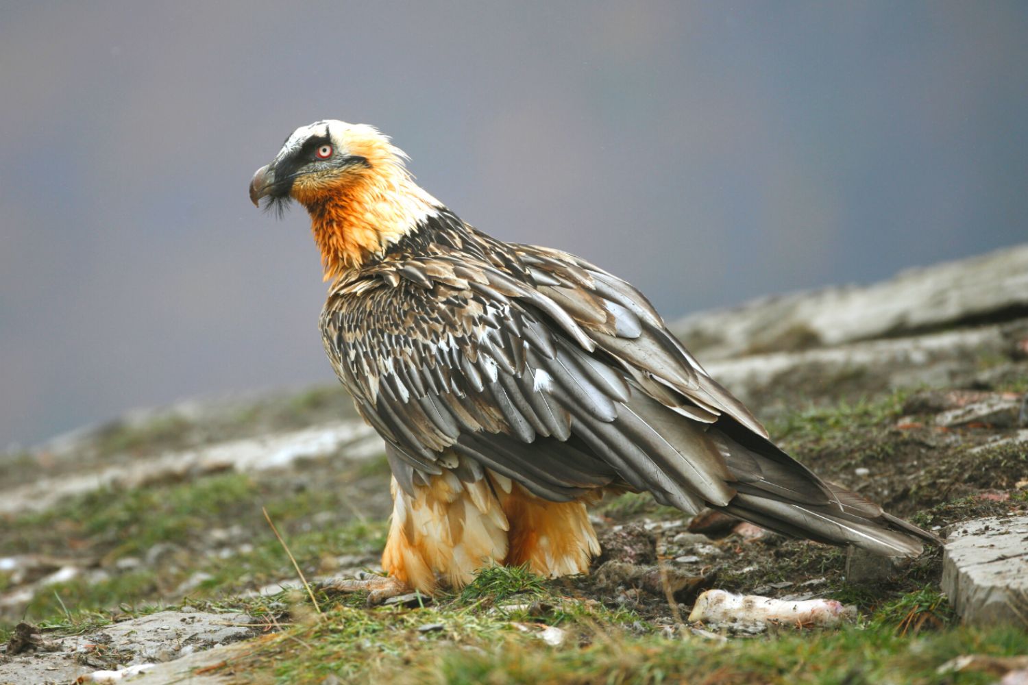 Golden Eagle in flight over Ladakh