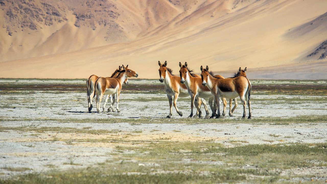 Hemis National Park landscape