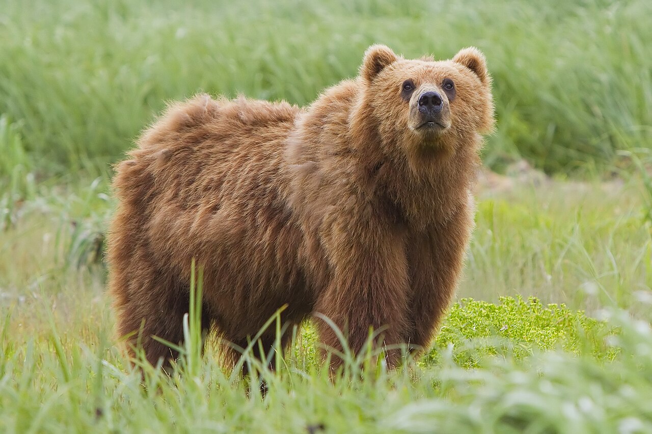 Himalayan Brown Bear in Ladakh