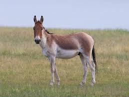 Kiang Tibetan Wild Ass