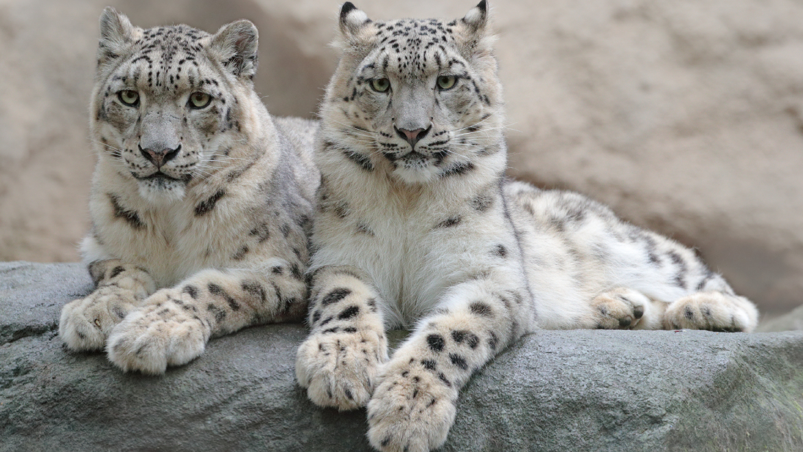 Conservation efforts in Ladakh