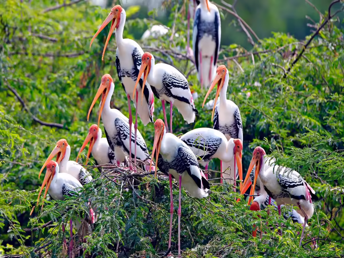 Painted storks at Keoladeo National Park Bharatpur