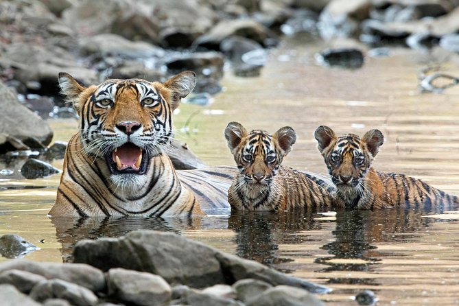 Royal Bengal tiger in Ranthambore National Park
