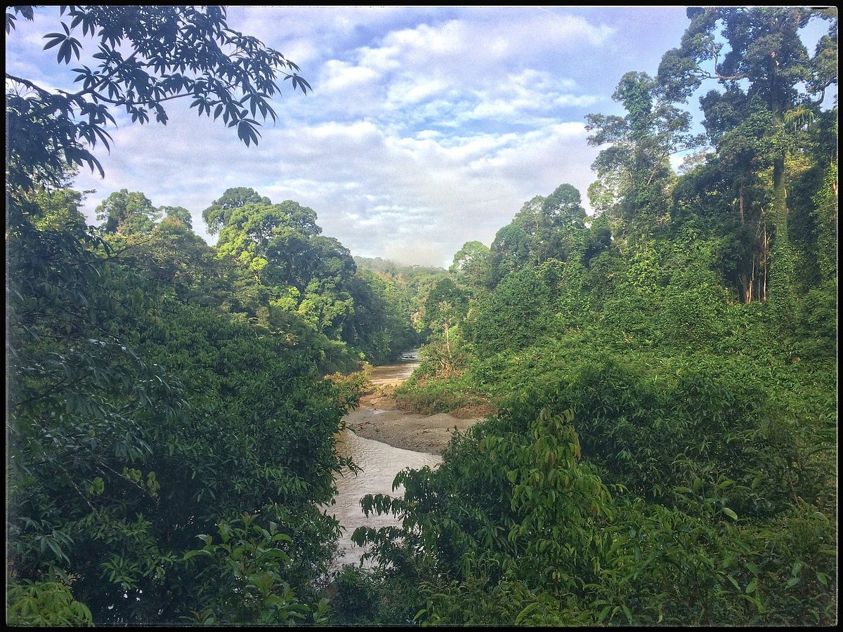Pristine rainforest in Danum Valley