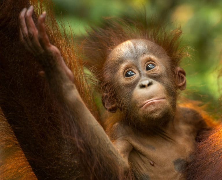 Orangutan in Borneo rainforest