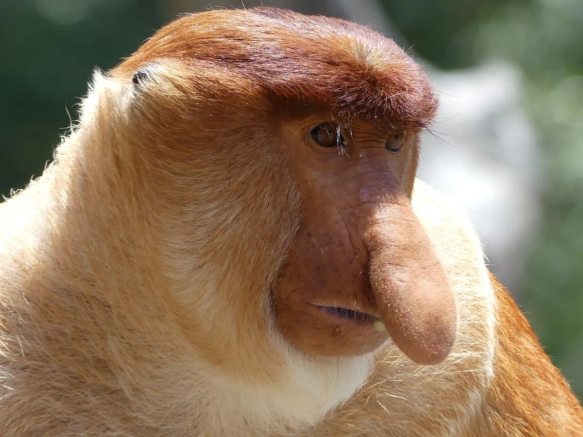 Proboscis monkey in Borneo