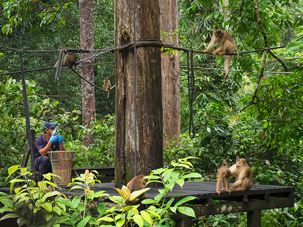 Orangutan feeding platform at Sepilok