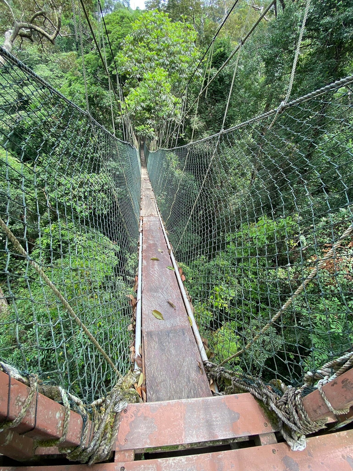 Canopy walkway in Taman Negara
