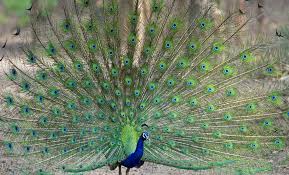 Best season field conditions for Wildlife Sanctuaries in India