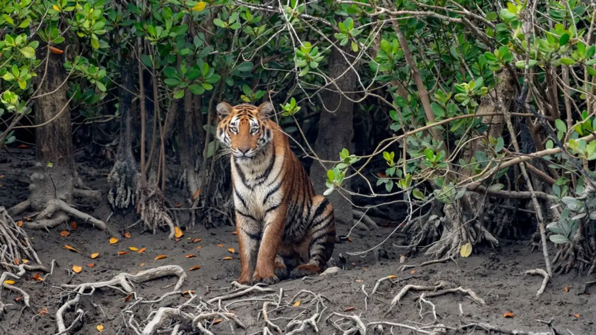 Sundarbans natural heritage landscape in India